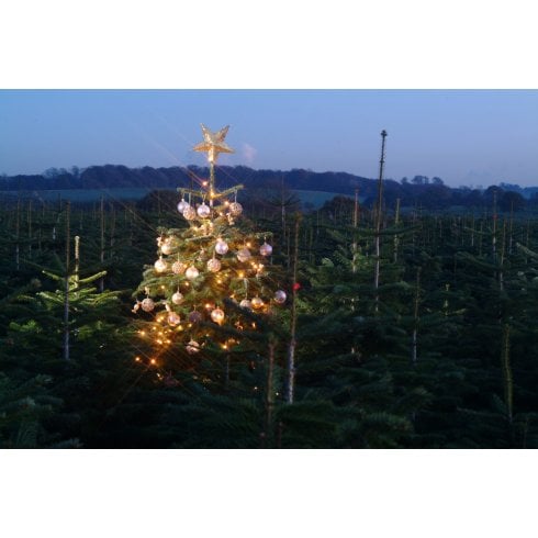 Real Christmas Tree 6ft Hartlepool